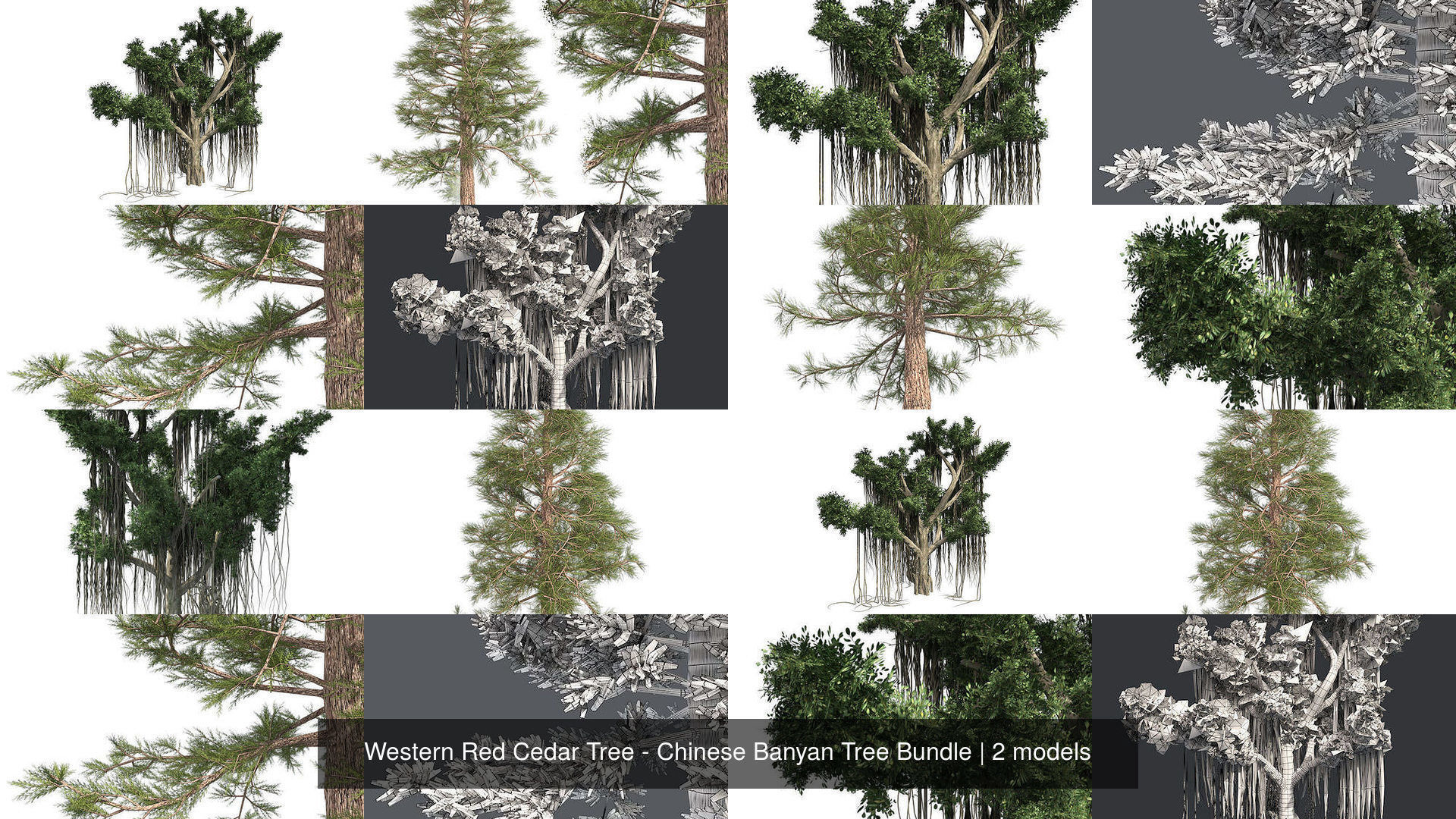 3D Model Collection Western Red Cedar Tree Chinese Banyan Tree Bundle