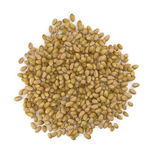 Coriander Seeds V1 3D model CGTrader