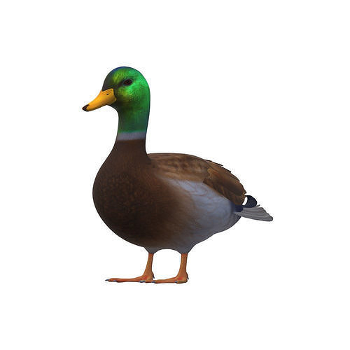 Duck Animal 3D Model Ready to Print 3D model 3D printable | CGTrader