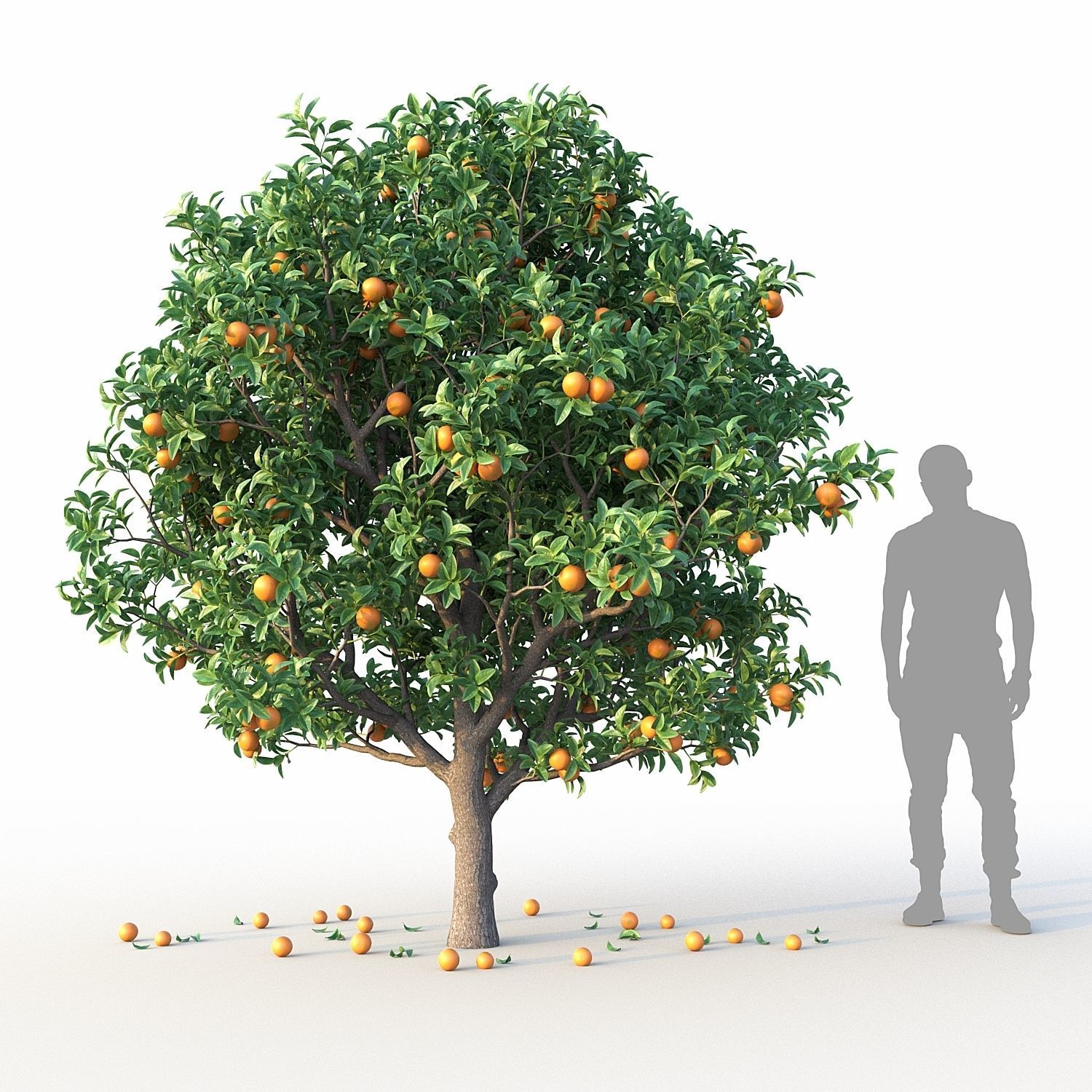 Orange Tree 3D model | CGTrader