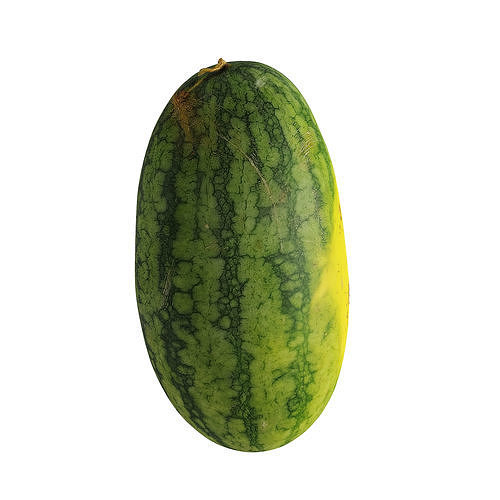 watermelon-citrullus-lanatus-3d-model-b0215b9f7b.jpg