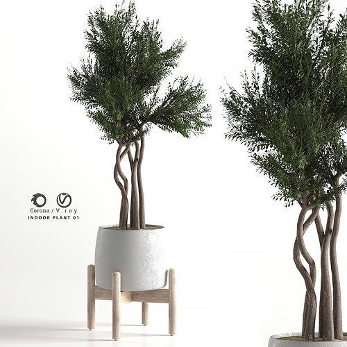 indoor-plant-01-3d-model-c94d9fedab.jpg
