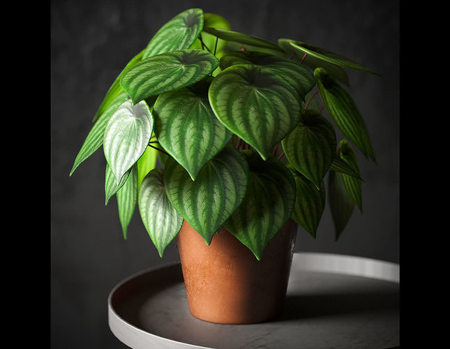 Indoor Plants - Peperomia Plant 3D model | CGTrader