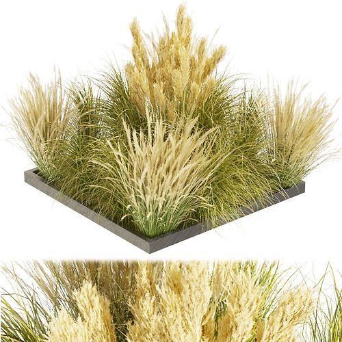 Collection plant vol 492 grass Switchgrass Northwind 3D model