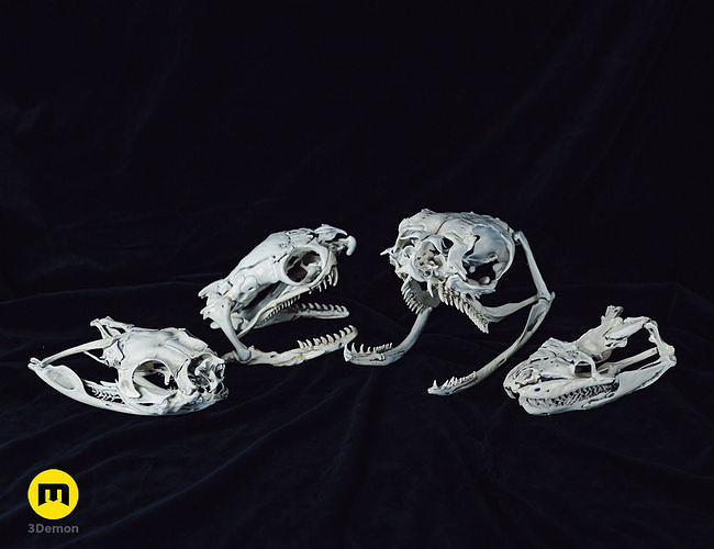 Realistic Snake Skull Collection 3D model 3D printable | CGTrader