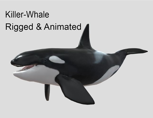 3D model killer-whale Animated Low-poly VR / AR / low-poly | CGTrader