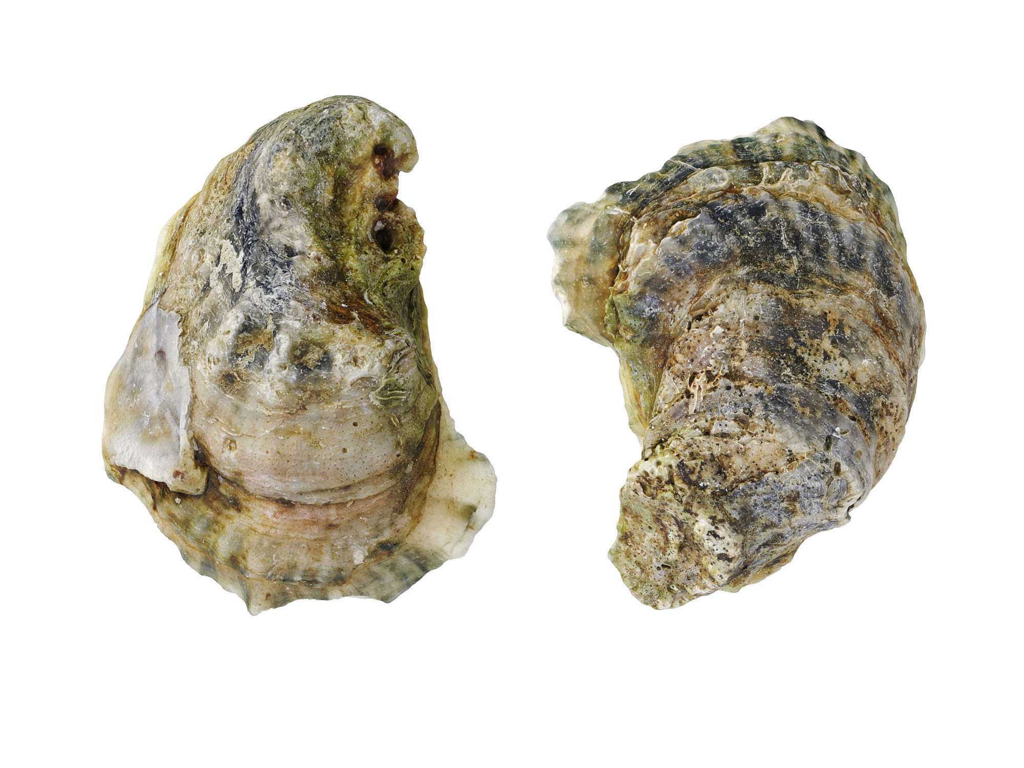 Half Shell Oysters 3D model CGTrader