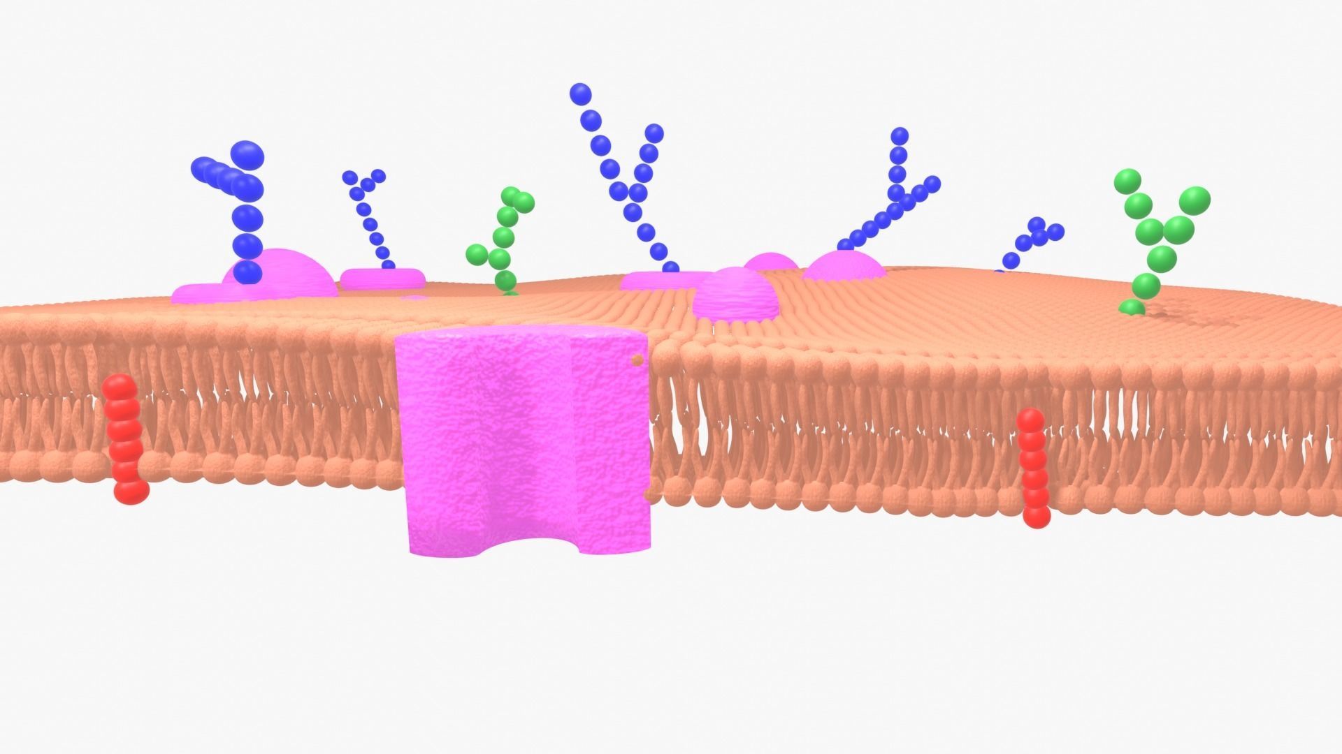 3D model phospholipid cell membrane VR / AR / low-poly | CGTrader