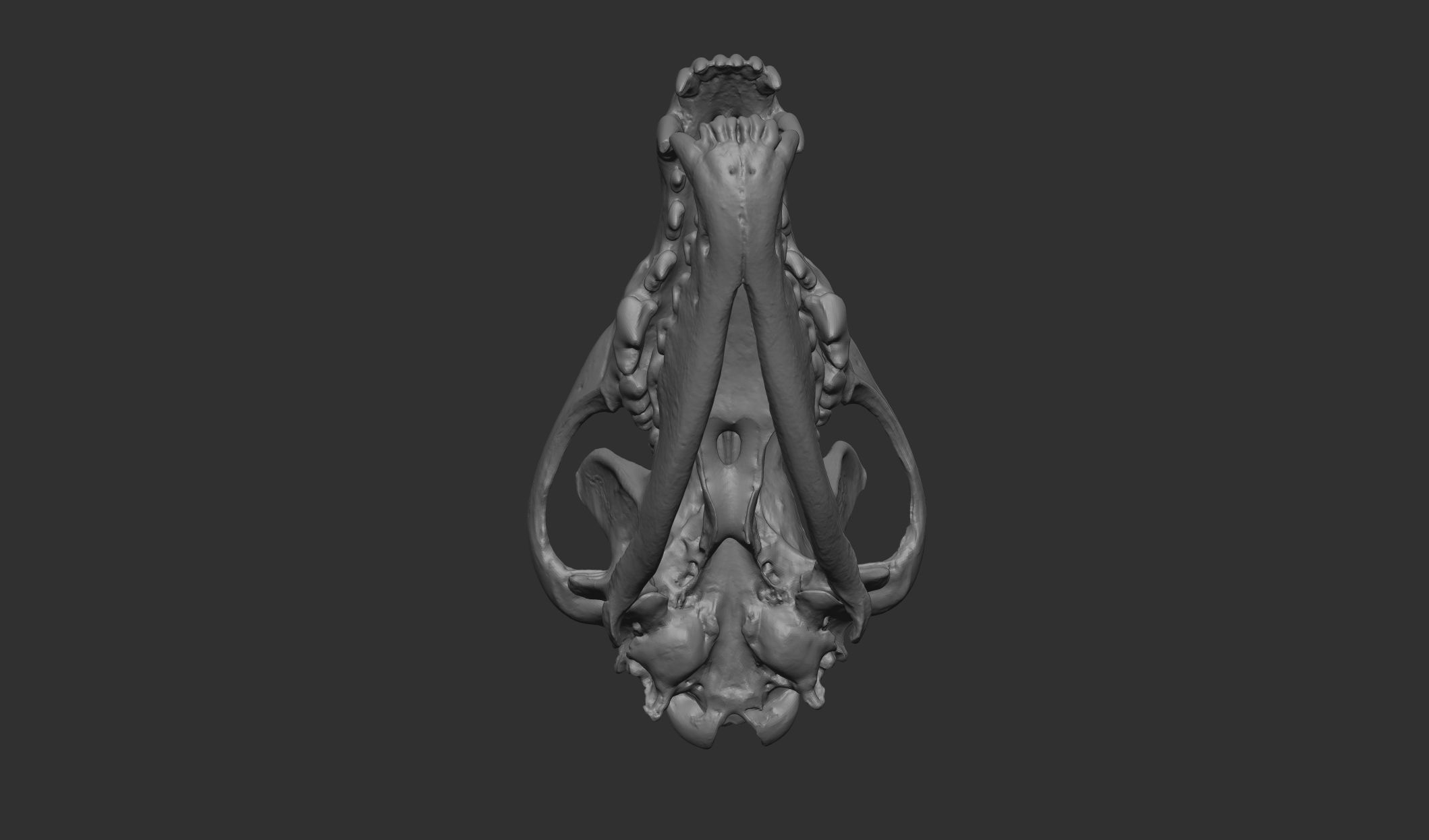 Wolf Skull 3D Print Model 3D model 3D printable | CGTrader