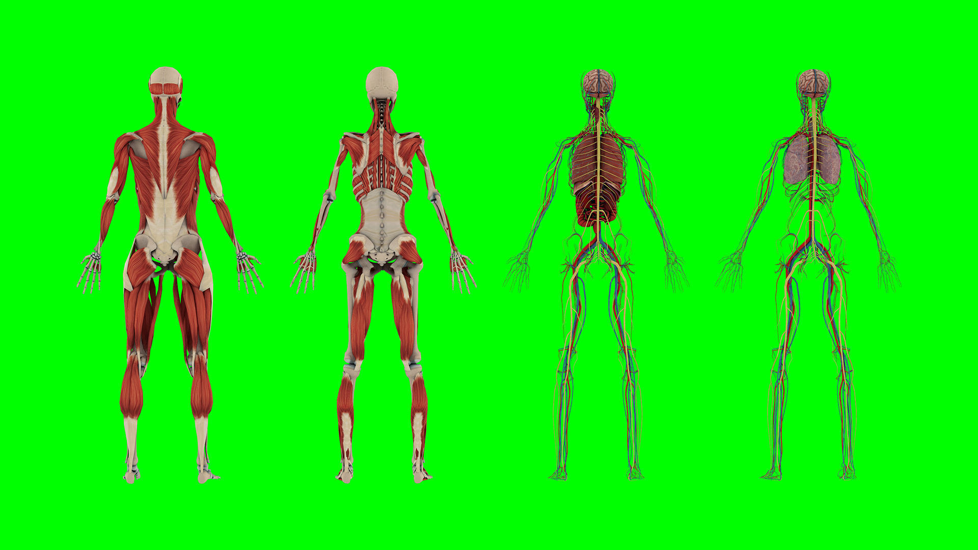 Human Anatomy 3D model CGTrader