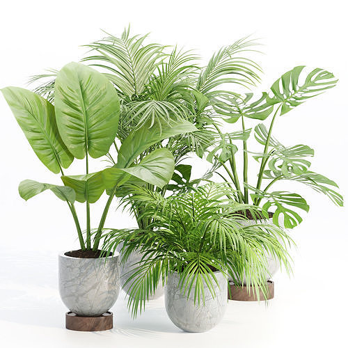 indoor-plants-collection-vol-221-3d-model-1a1ec74874.jpg