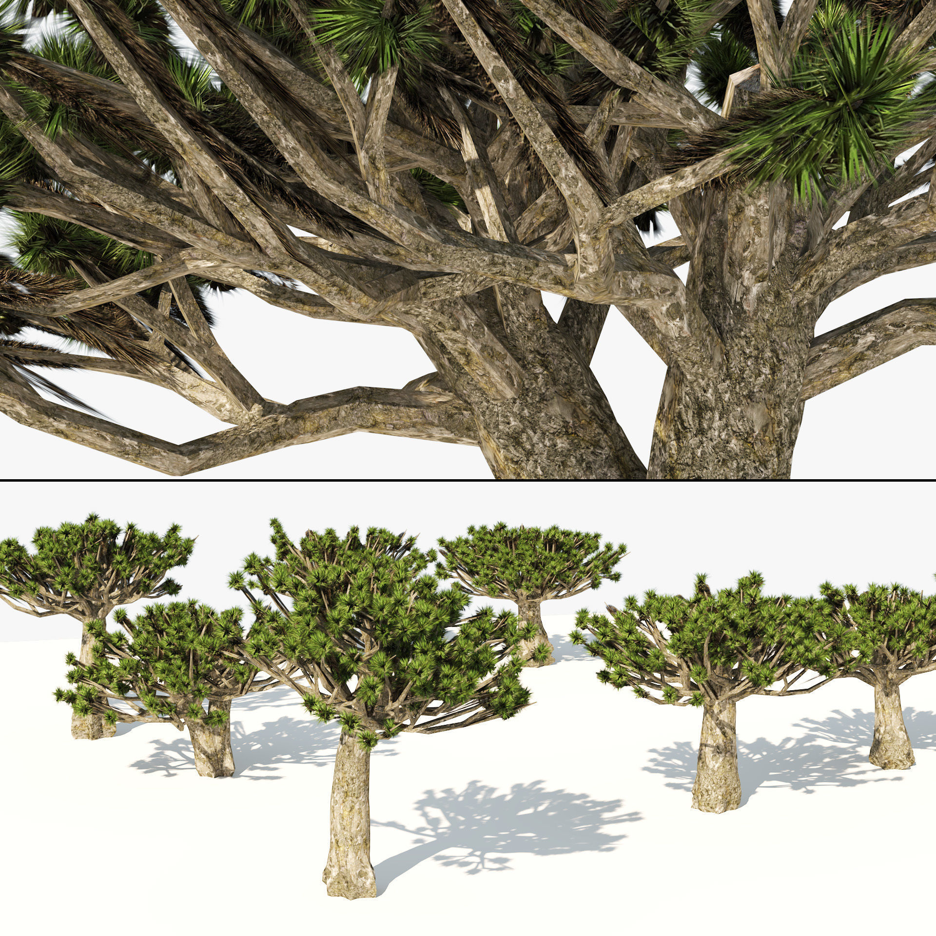 3D model Dracaena dragon blood trees VR / AR / low-poly | CGTrader