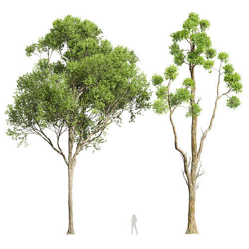 cinnamomum-camphora-decorative-and-acer-pseudoplatanus-3d-model-c09153289b.jpg