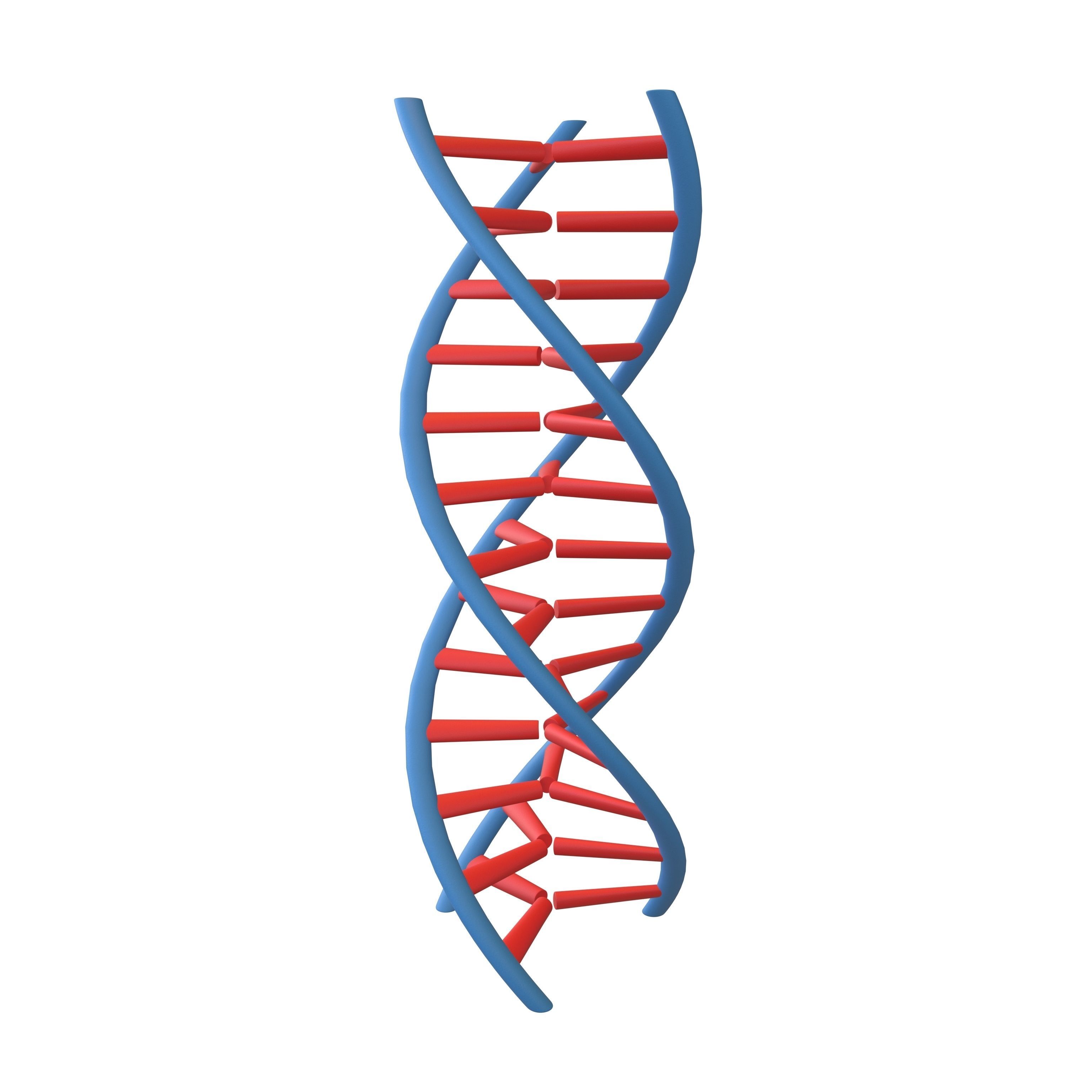 Triple Helix DNA V1 001 3D Model CGTrader triple-helix-dna-v1-001-3d-model-cgtrader