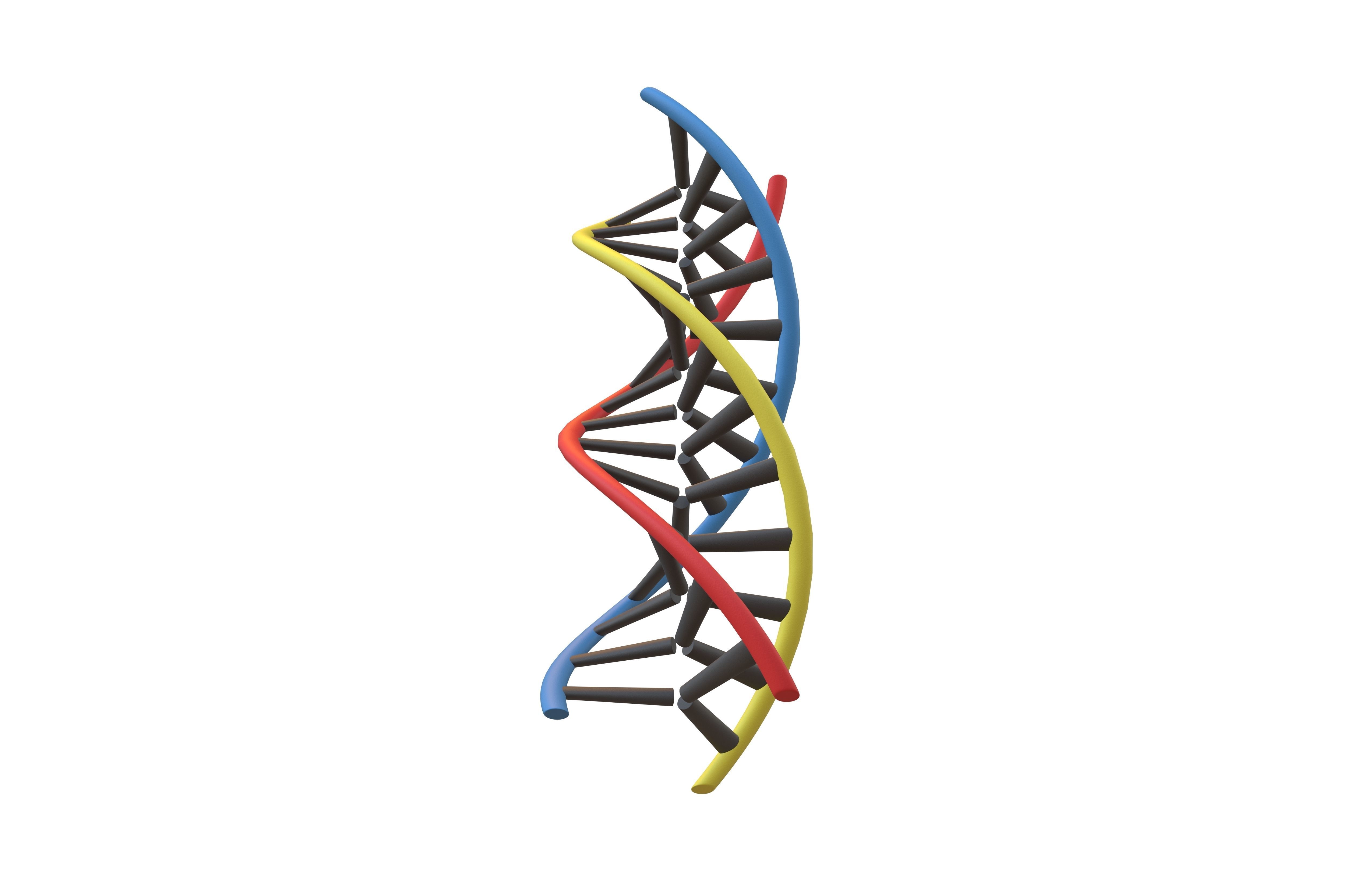Triple Helix DNA v1 002 3D model CGTrader