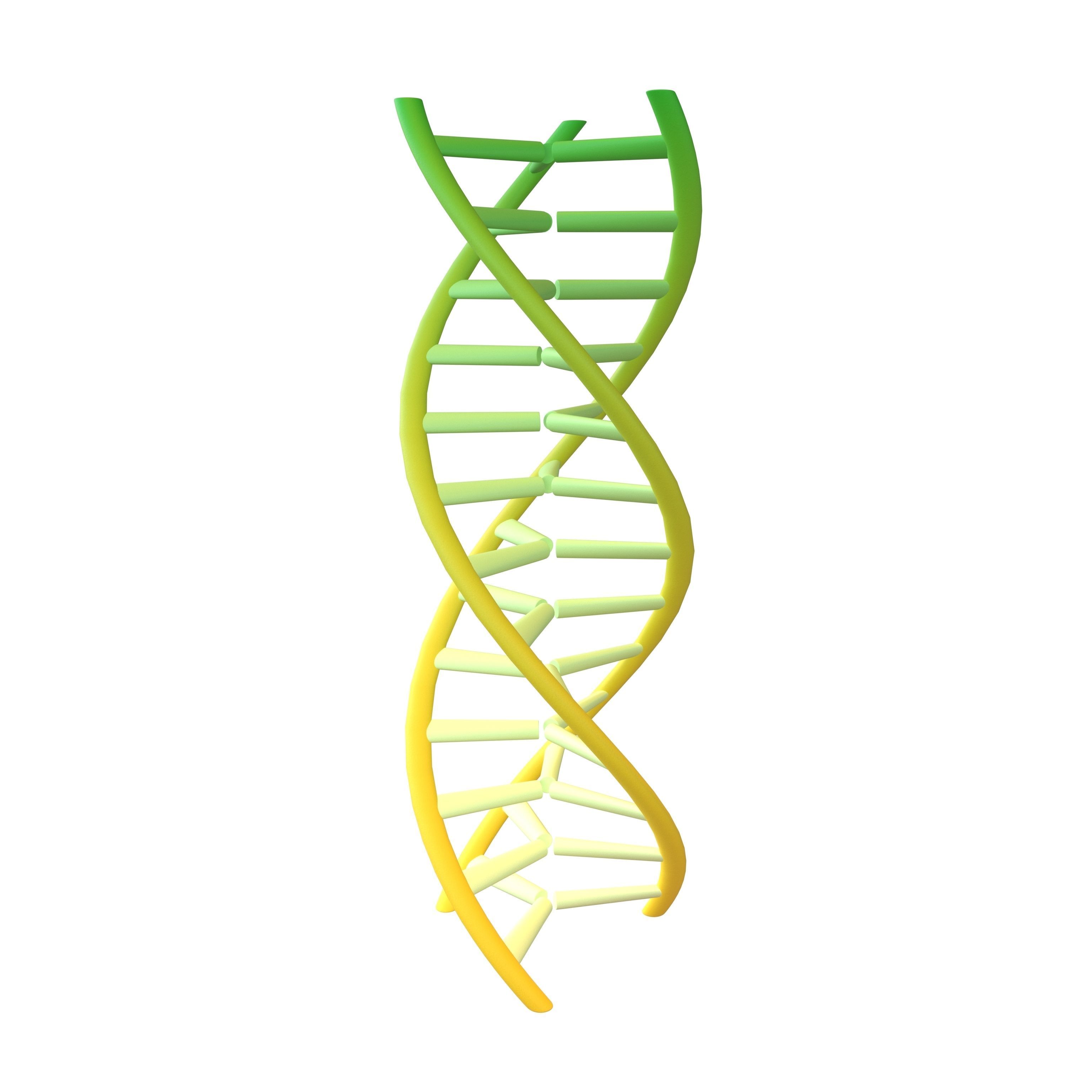 Triple Helix DNA v1 008 3D model CGTrader