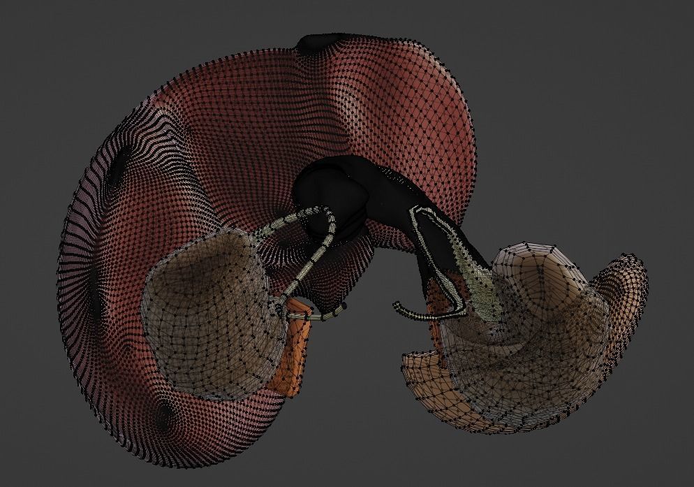 3D Model of Abdominal Organs 3D model | CGTrader