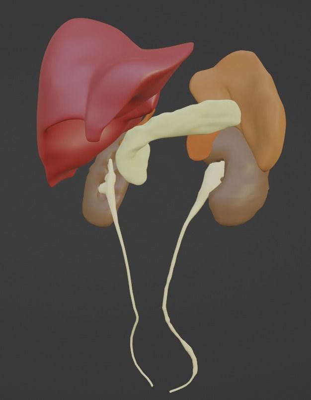 3D Model of Abdominal Organs 3D model | CGTrader