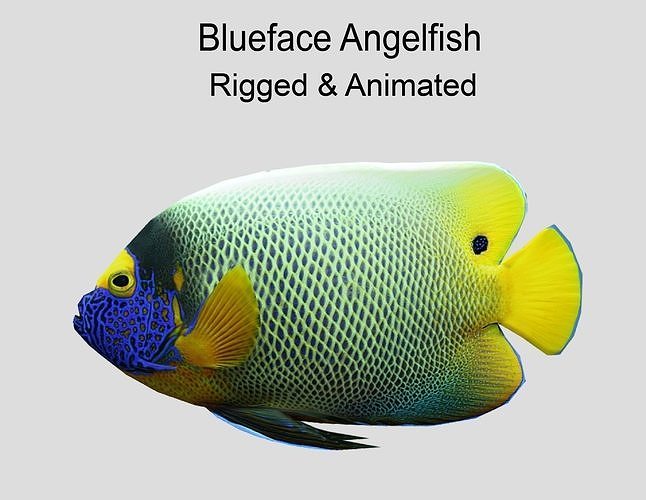 Blue Face Angelfish