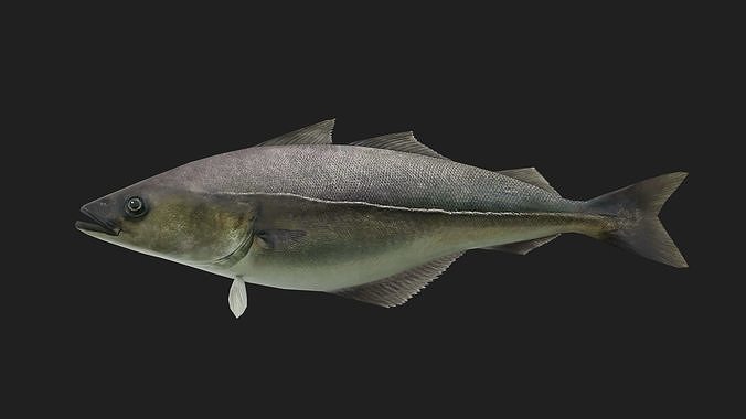 Cod fish 3D model rigged | CGTrader