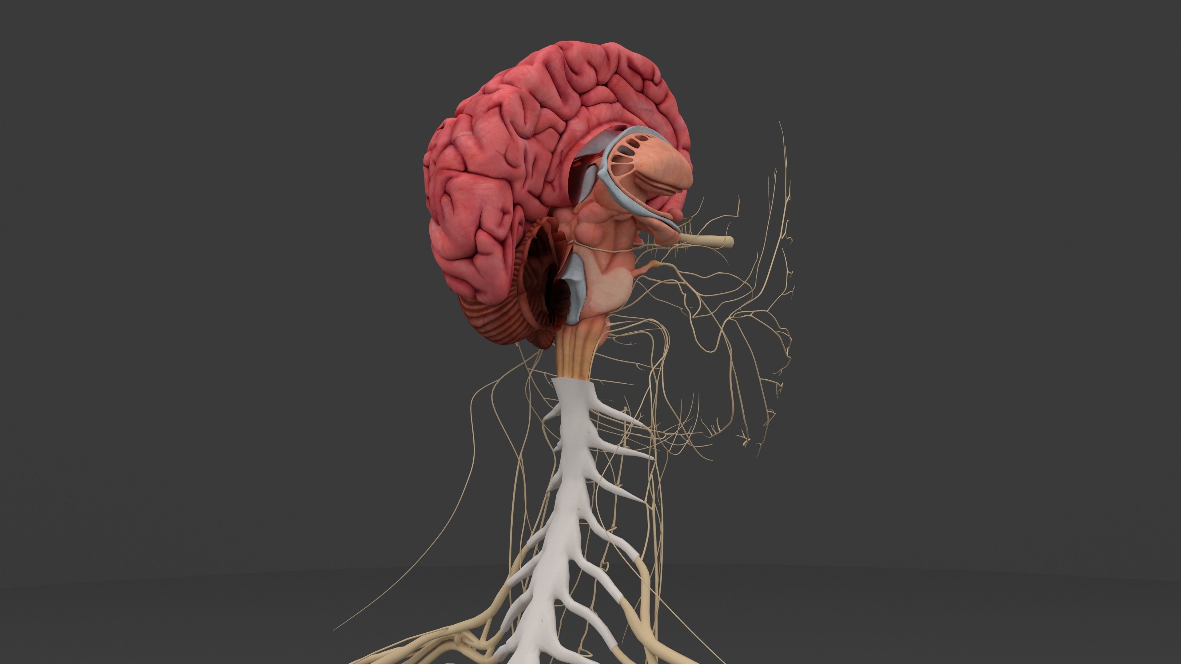Full Complete Correct Male Female all anatomical system 3D model | CGTrader