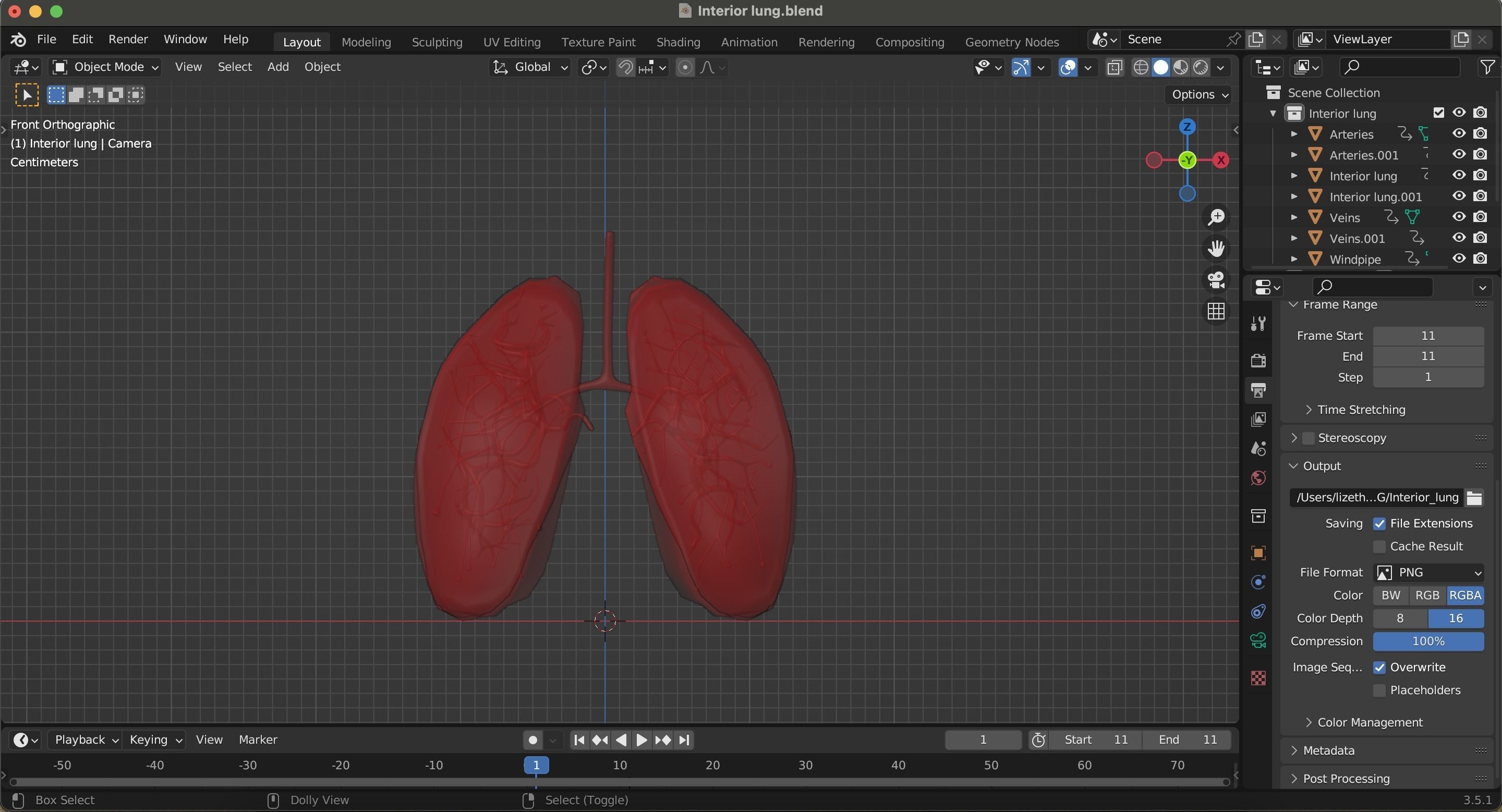 3D model Internal Lung VR / AR / low-poly | CGTrader