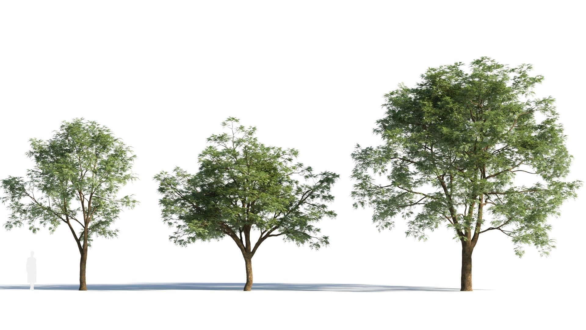 Sophora japonica tree c 3D model | CGTrader