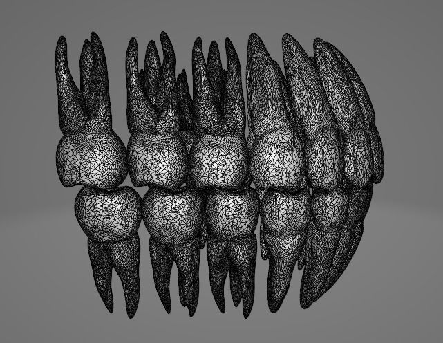 Tooth Root Texture TEETH AND ROOTS 3D model | CGTrader
