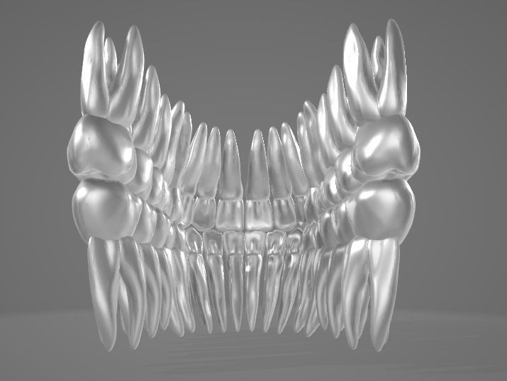 Teeth Roots Model TEETH AND ROOTS 3D model | CGTrader