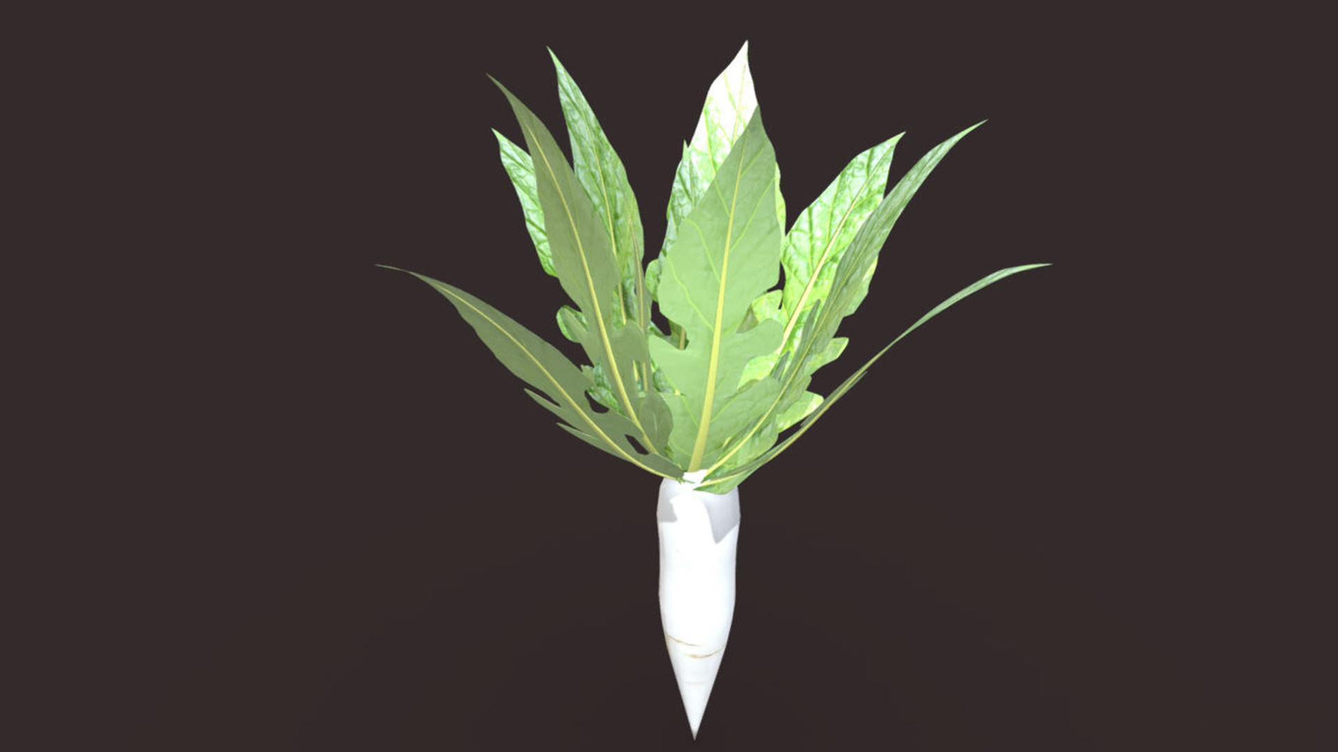 Mula vegetable plant 3D model | CGTrader