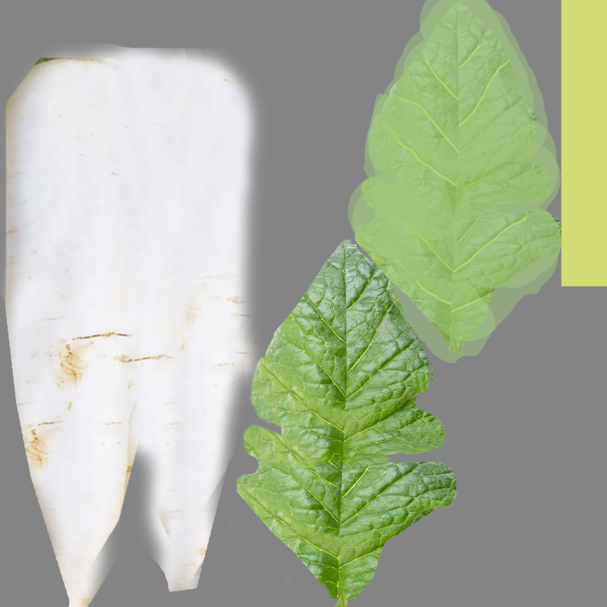 Mula vegetable plant 3D model | CGTrader