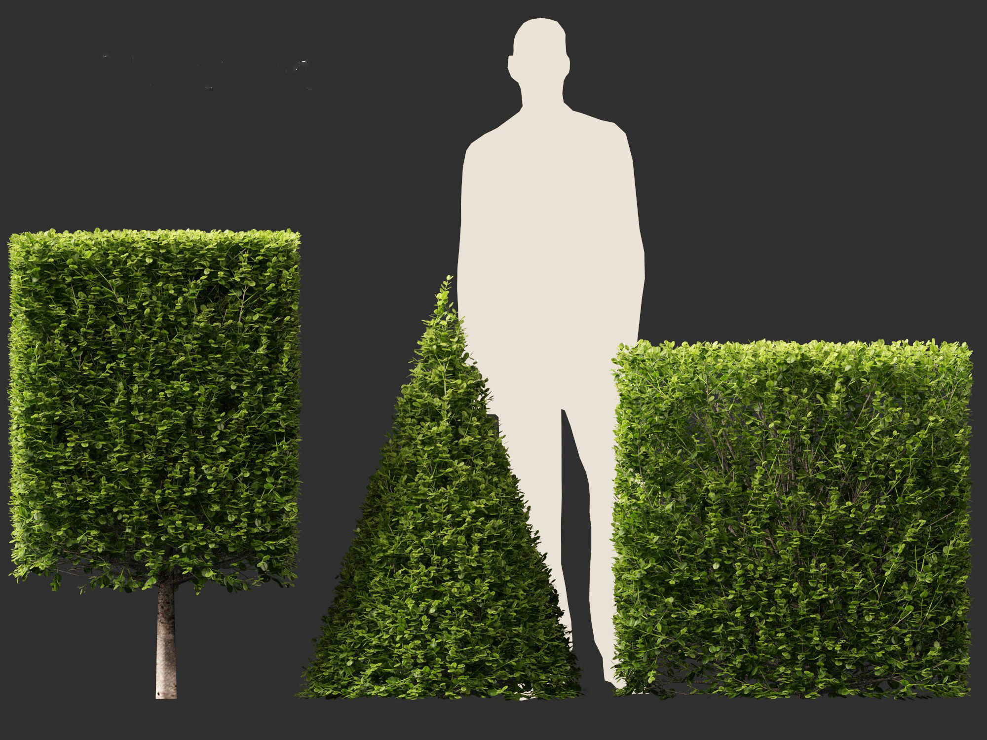 Buxus sempervirens - Common boxwood 3D model | CGTrader