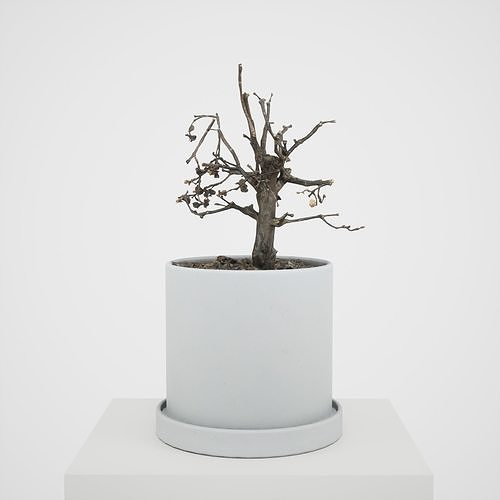 3D model Game-ready Small Tree Plant VR / AR / low-poly | CGTrader