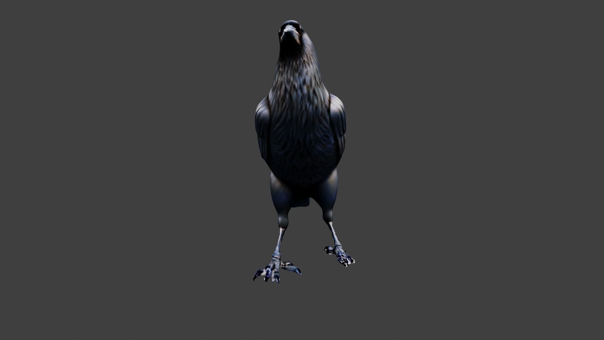 3D model Raven Animal VR / AR / lowpoly CGTrader