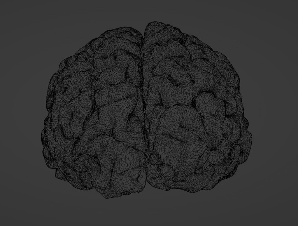 brain 3D model 3D printable | CGTrader