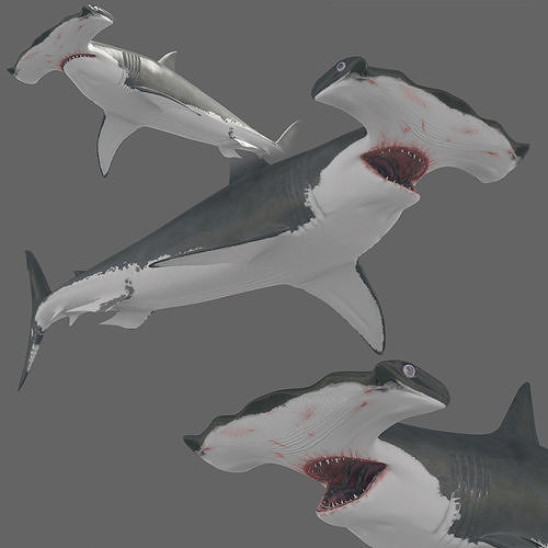 Hammerhead Shark 8K 3d animated 3D model animated rigged CGTrader