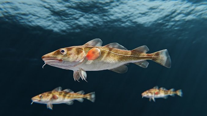 3D model Cod Atlantic - Saltwater Fish VR / AR / low-poly | CGTrader