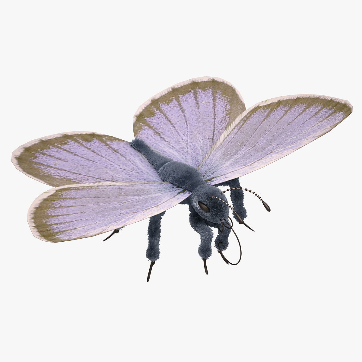 Blue Butterfly Close Low-poly  3D model