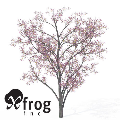 cherry tree 3dm 3d judas model max obj fbx 3ds c4d stl files cgtrader cgtrader cherry tree 3dm 3d judas model max obj fbx 3ds c4d stl files cgtrader cgtrader