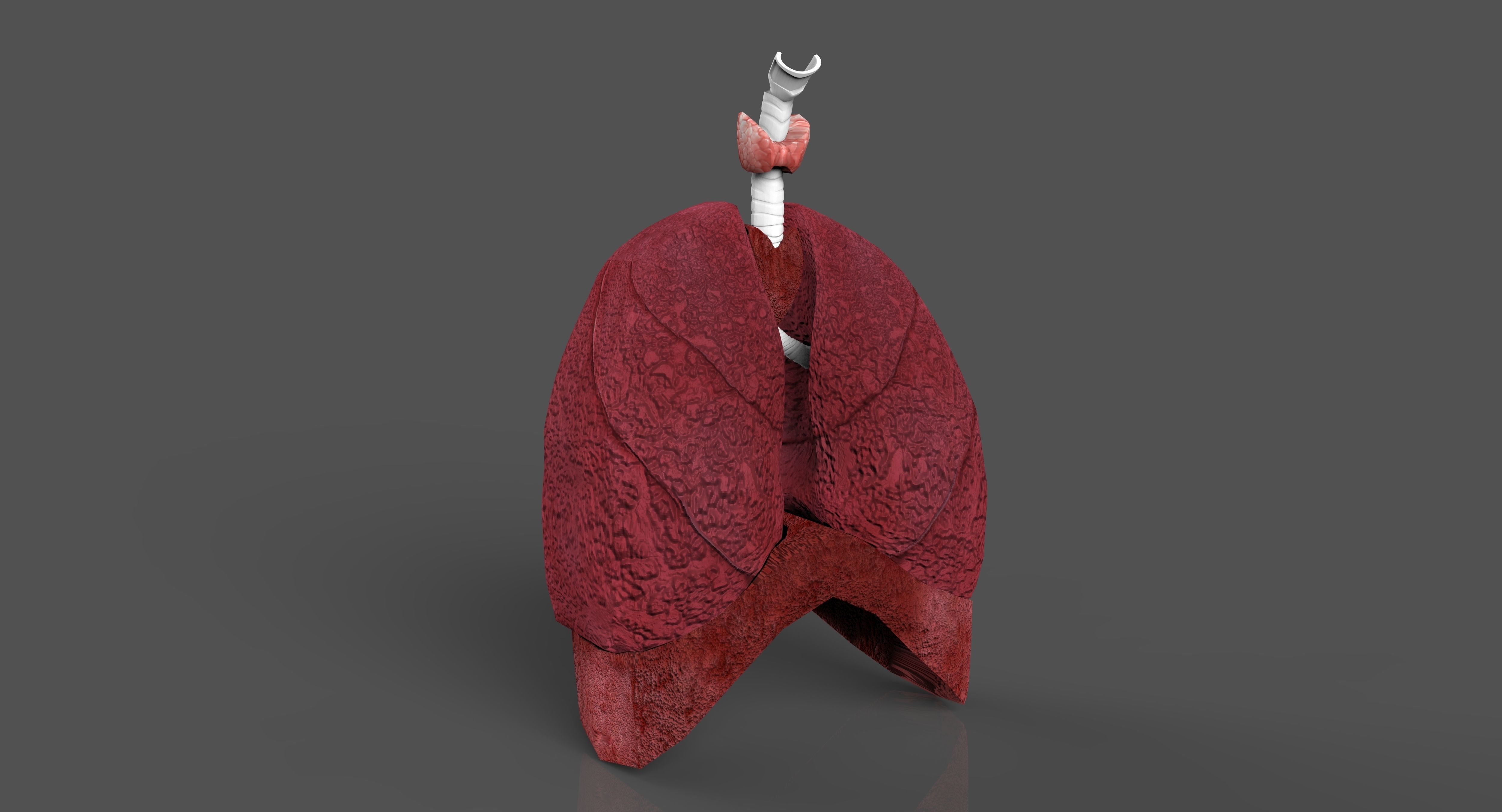 LUNGS RESPIRATORY SYSTEM