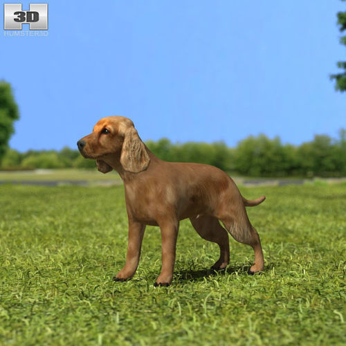 english cocker spaniel 3d model cgtrader