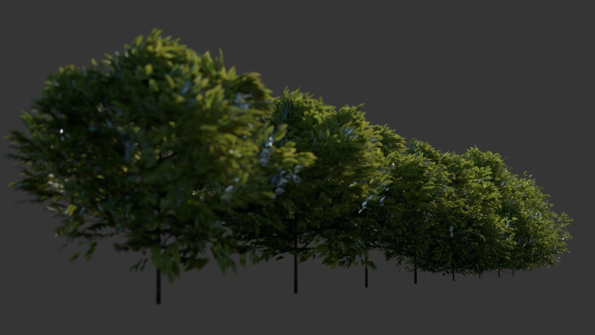 Shrubs plant 3D model CGTrader