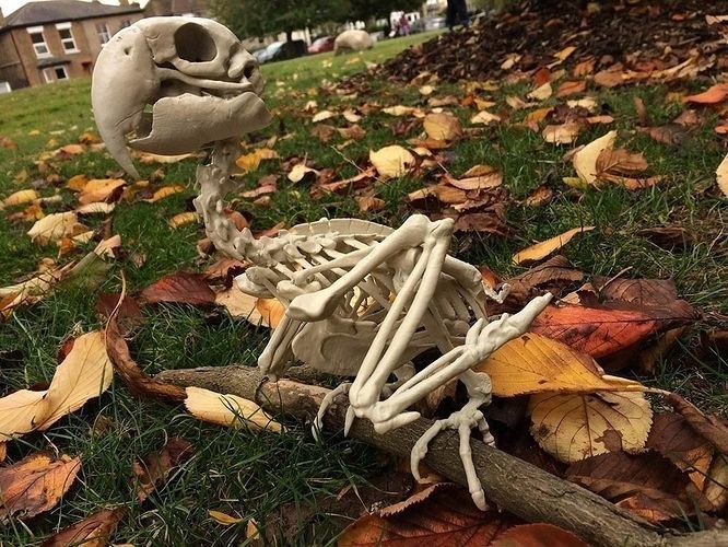 Macow Skeleton