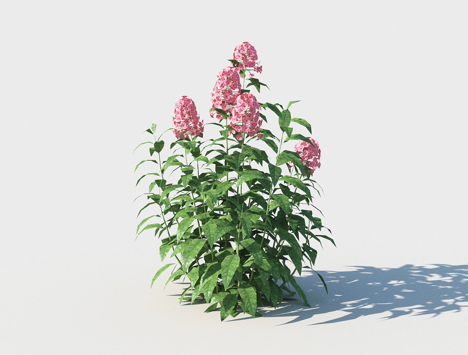 Phlox