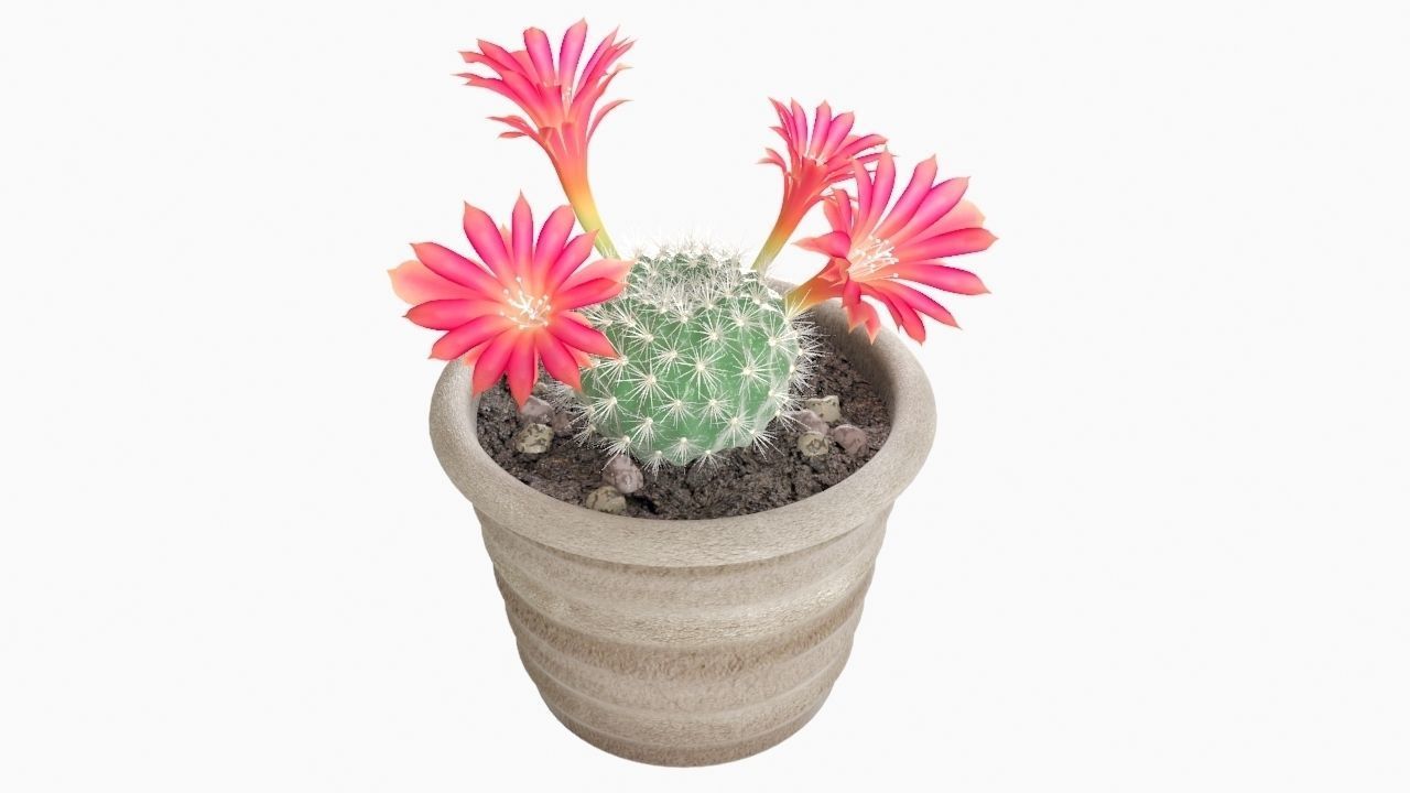Cactus