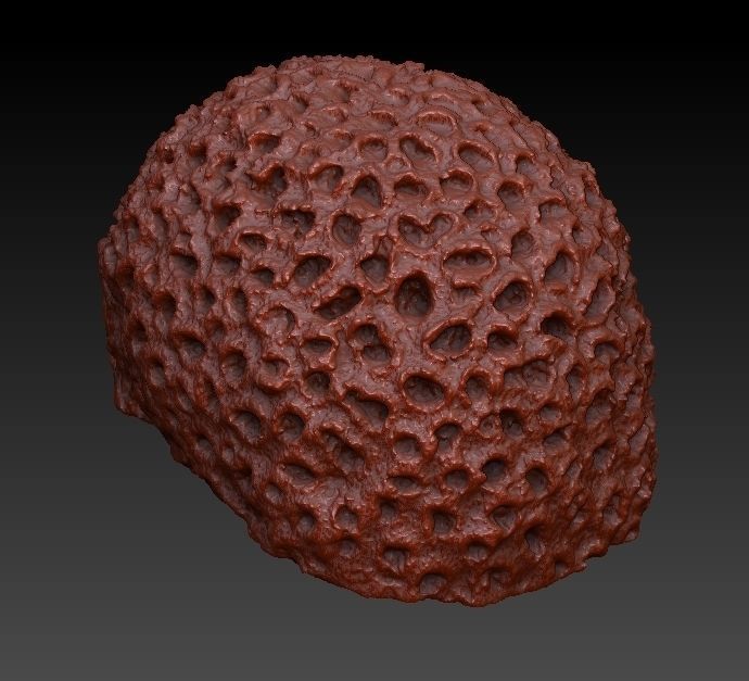 Sea Coral Scan 4