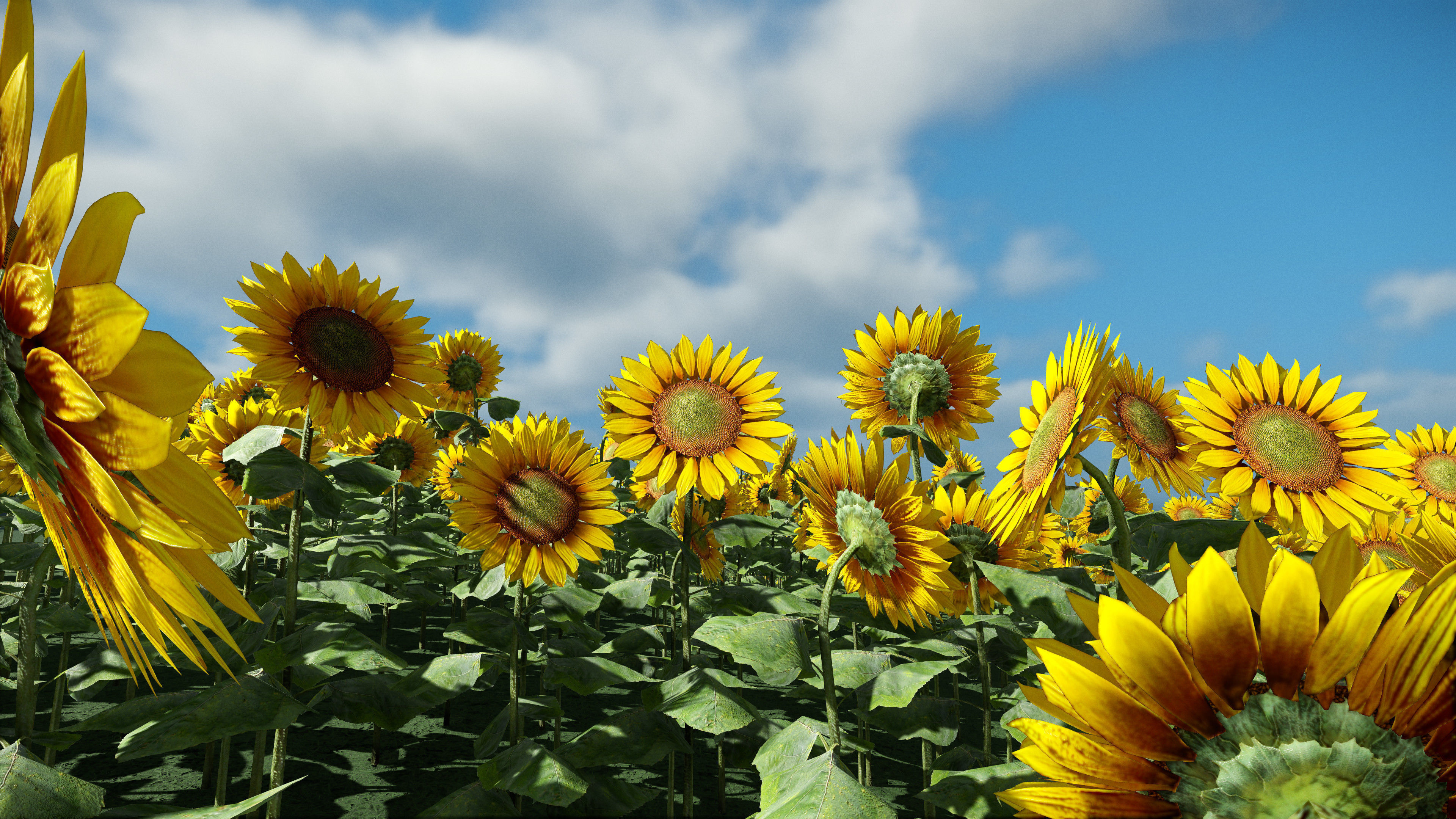 Анимированный подсолнух. Пазл подсолнухи. Подсолнух золотой угол. Как подсолнух по гречески. Подсолнух 3.