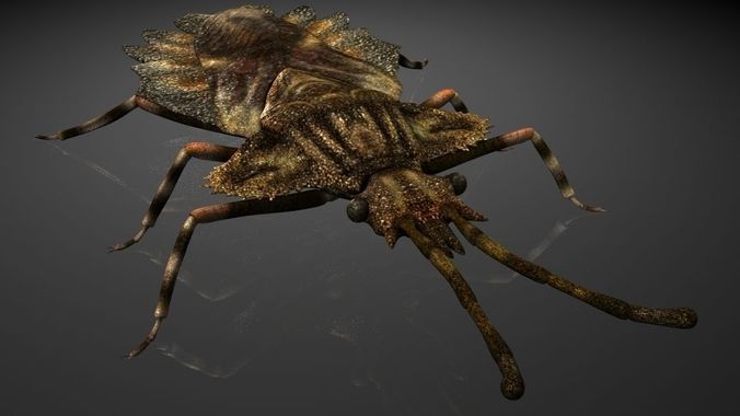 Insect Collection 10 flat bug
