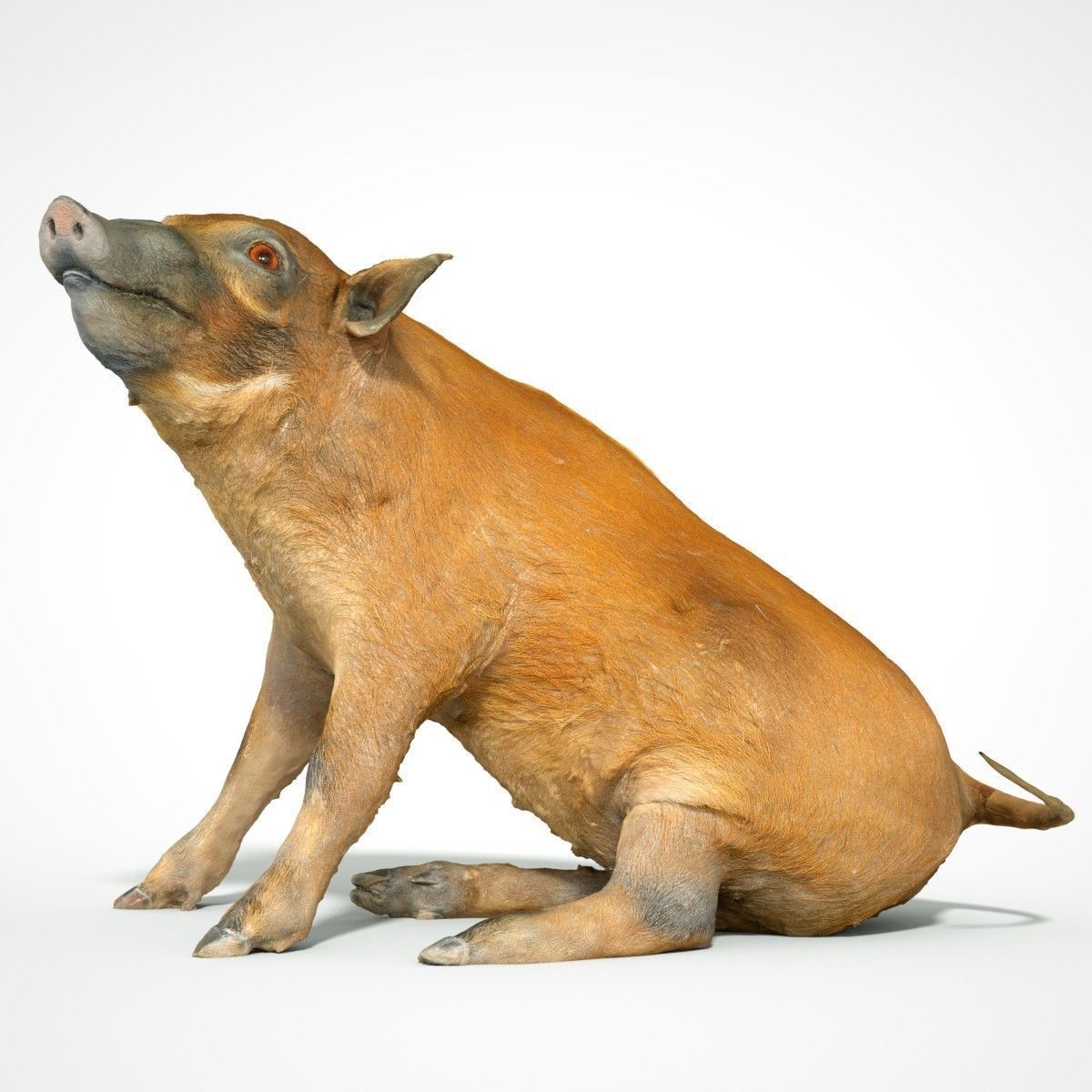 Red river Hog Pig