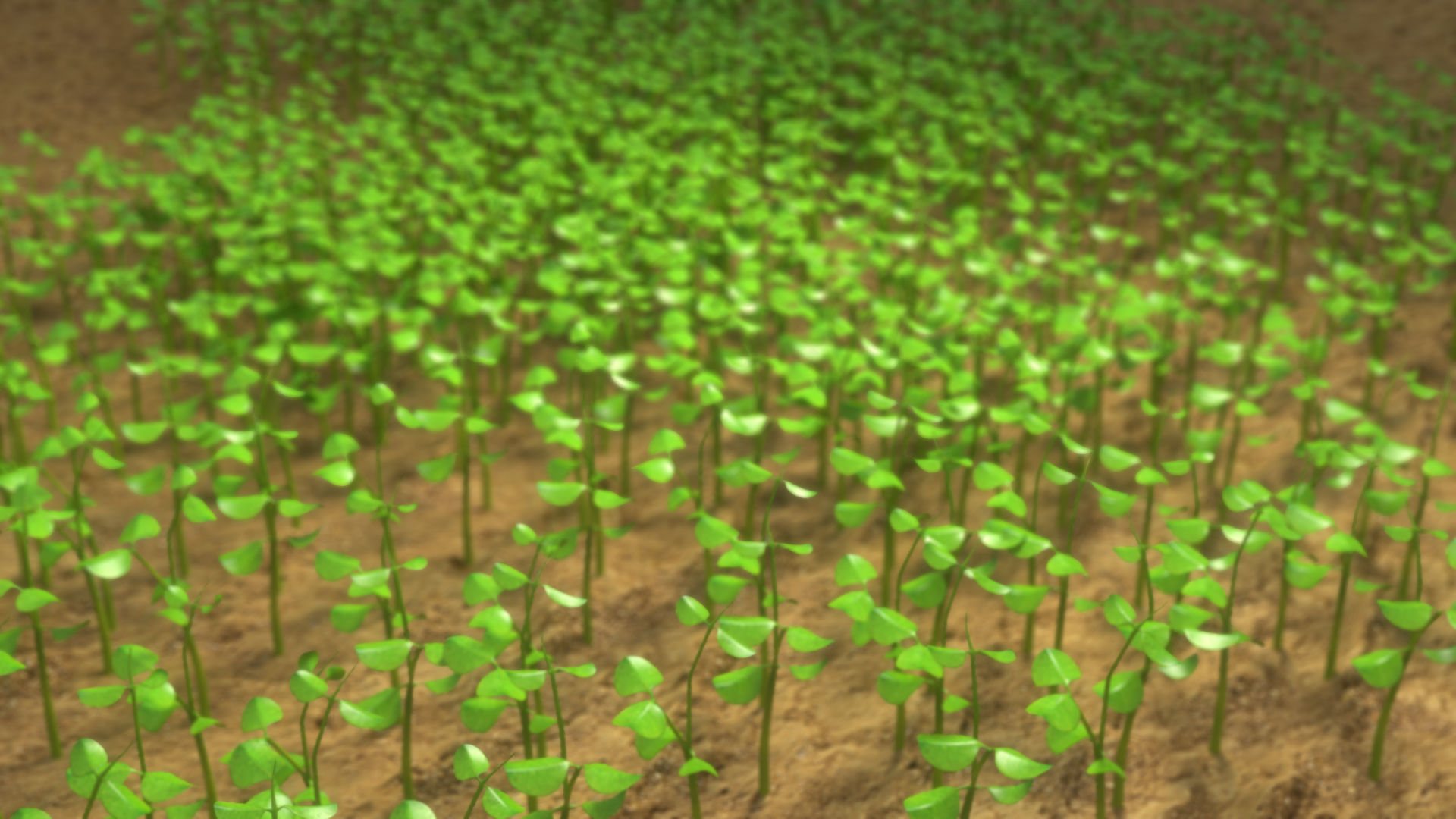 Sprouts blossoming from the ground